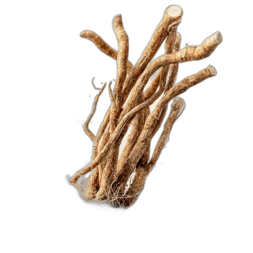 Ashwagandha Extract, Withania somnifera