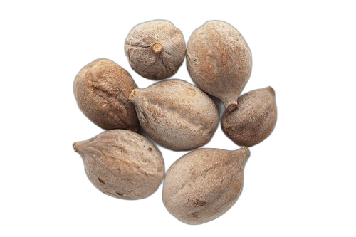 Baheda (Bibhitaki), Terminalia bellirica