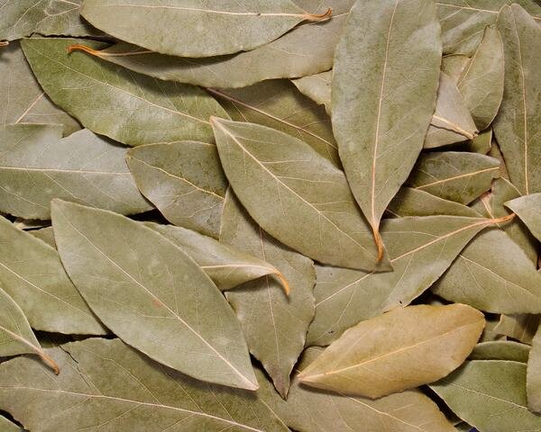 Bay Leaf (Tej Patta), Cinnamomum tamala