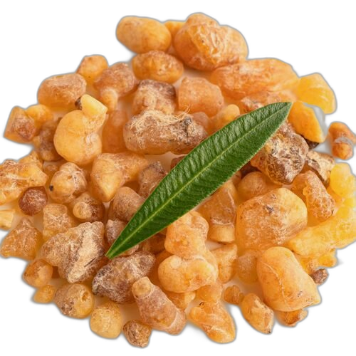 Boswellia Extract, Boswellia serrata
