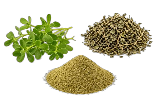 Brahmi Extract, Bacopa monnieri