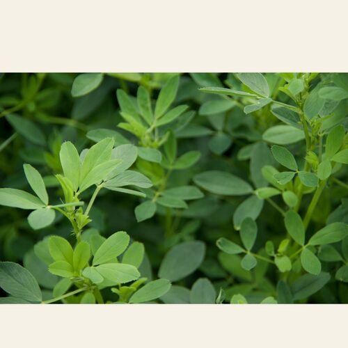 Cassia Gum, Cassia obtusifolia