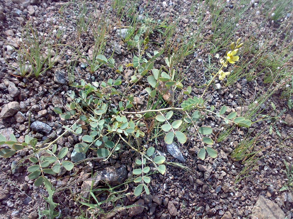 Cassia Obovata (Neutrales Henna), Cassia obovata