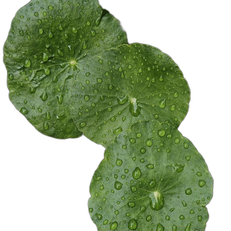Centella Extract (Gotu Kola), Centella asiatica