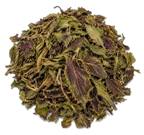 Coleus Forskohlii, Coleus forskohlii