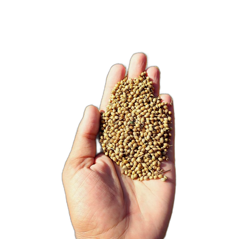 Coriander Seeds, Coriandrum sativum