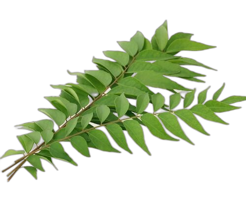 Curry Leaves, Murraya koenigii