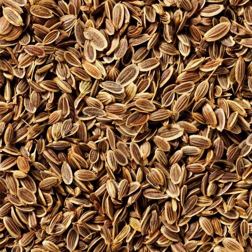 Dill Seeds, Anethum graveolens