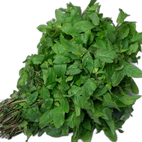 Dried Mint Leaves, Mentha spicata / piperita