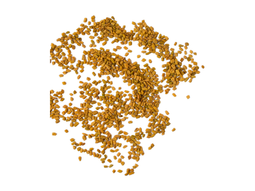Fenugreek Seeds, Trigonella foenum-graecum