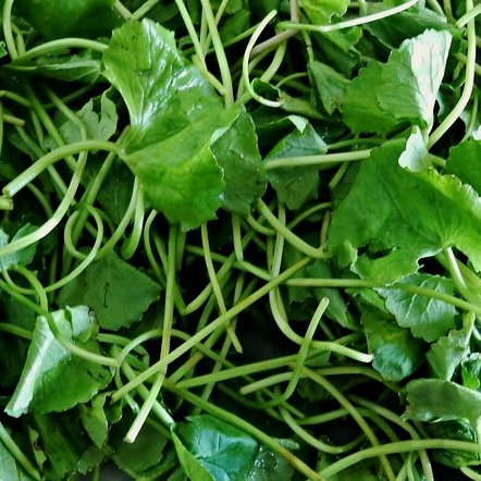 Gotu Kola (Centella) Extract, Centella asiatica