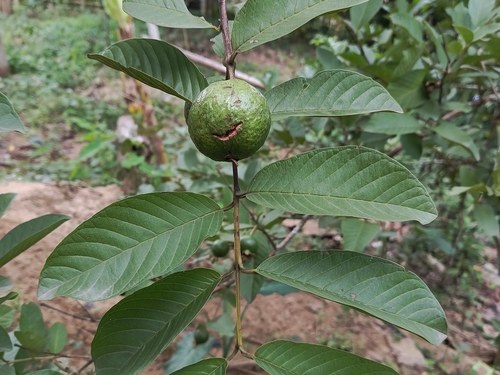 مسحوق أوراق الجوافة, Psidium guajava