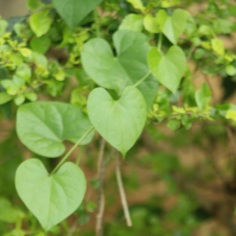 Guduchi (Giloy) Extract, Tinospora cordifolia