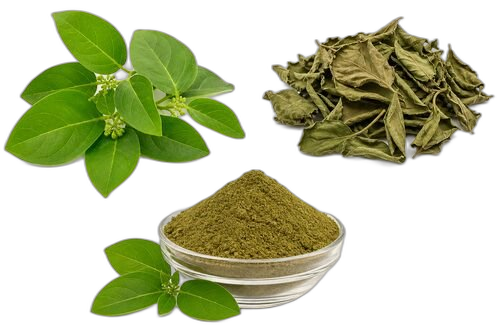 Gymnema Leaves & Extract, Gymnema sylvestre