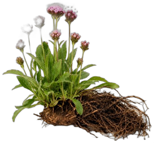 Nardostachys Jatamansi, Nardostachys jatamansi
