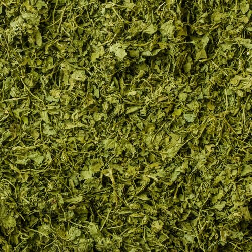 Kasuri Methi, Trigonella foenum-graecum