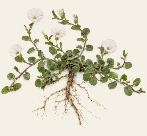 Shankpushpi, Convolvulus pluricaulis