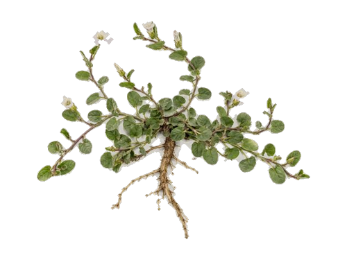 Shankpushpi, Convolvulus pluricaulis