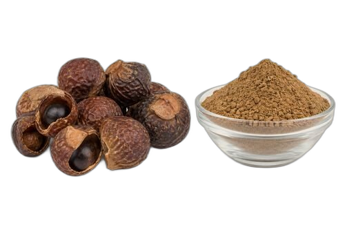 Soap Nut (Reetha), Sapindus mukorossi
