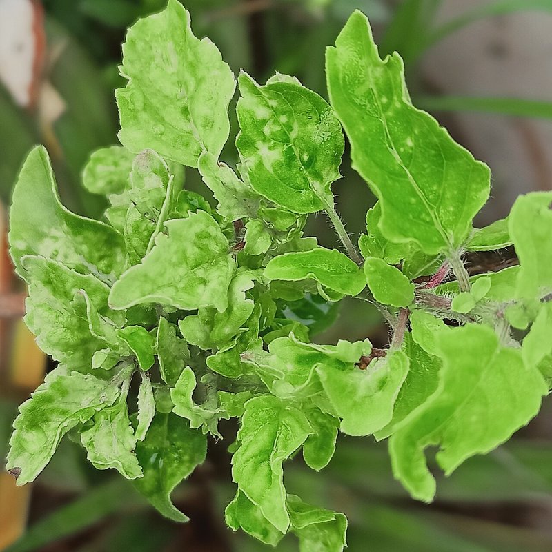 Tulsi